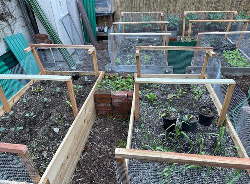 raised beds